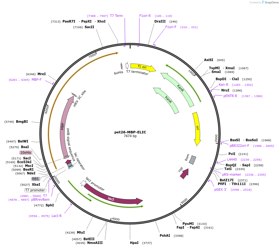 39239-plasmid-map-sequence-id-382826