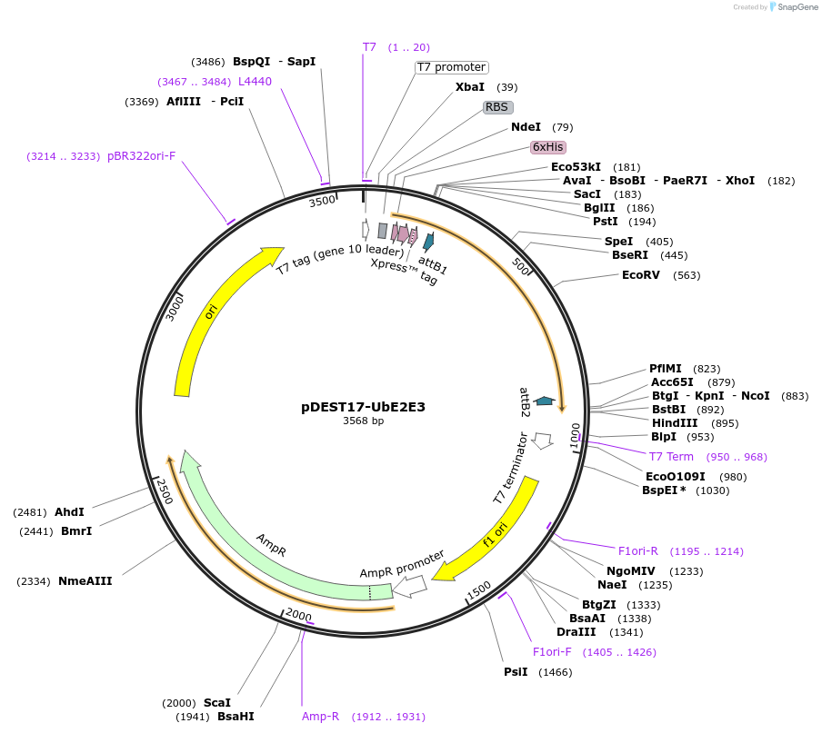15789-plasmid-map-sequence-id-382827