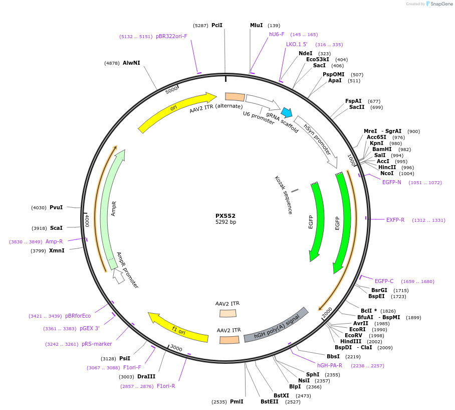 60958-plasmid-map-sequence-id-382829