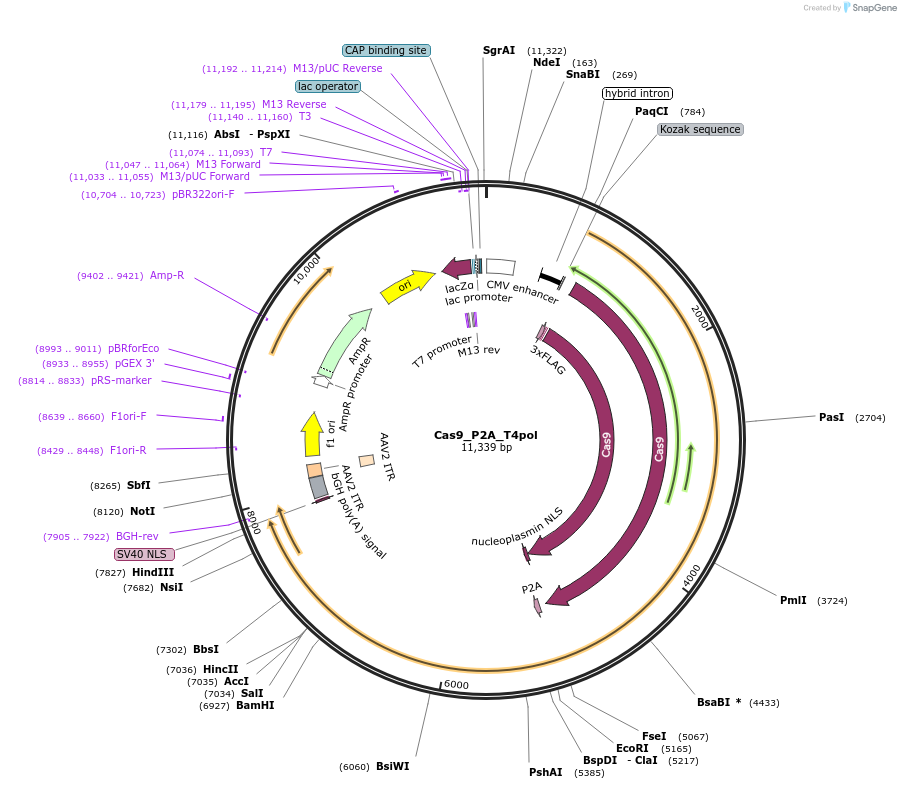 190146-plasmid-map-sequence-id-382841