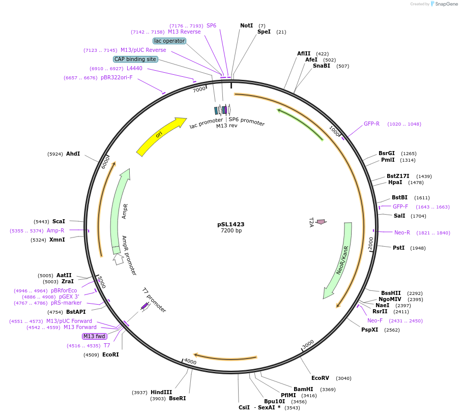 194904-plasmid-map-sequence-id-382850