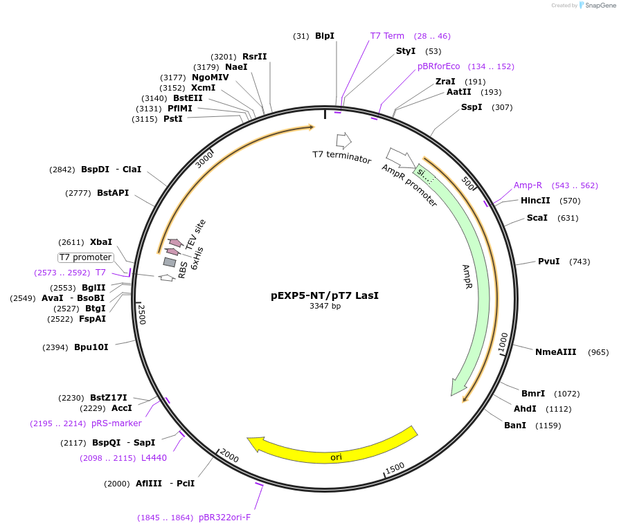 193631-plasmid-map-sequence-id-382852