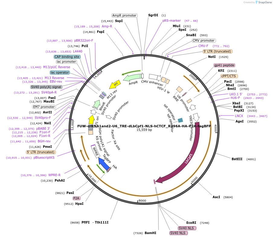 194888-plasmid-map-sequence-id-382857
