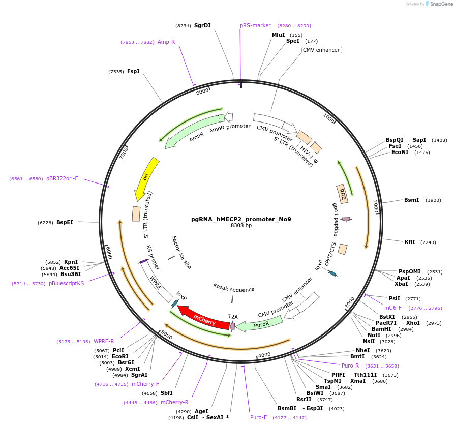 194903-plasmid-map-sequence-id-382863