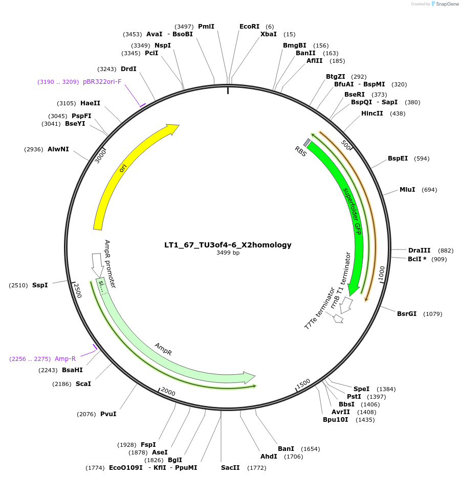 194409-plasmid-map-sequence-id-382867