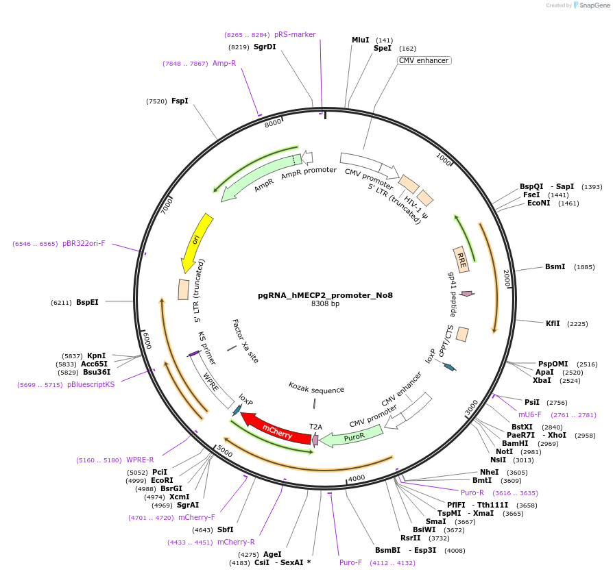 194902-plasmid-map-sequence-id-382873