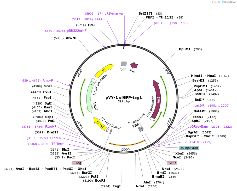 194616-plasmid-map-sequence-id-382874