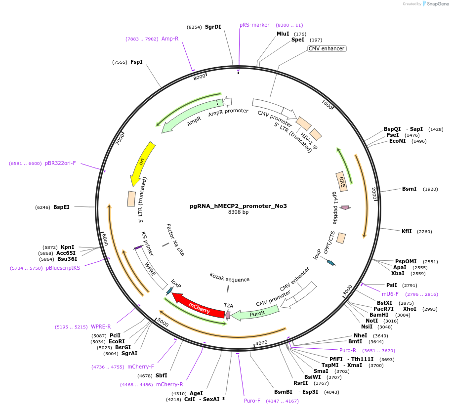 194898-plasmid-map-sequence-id-382876