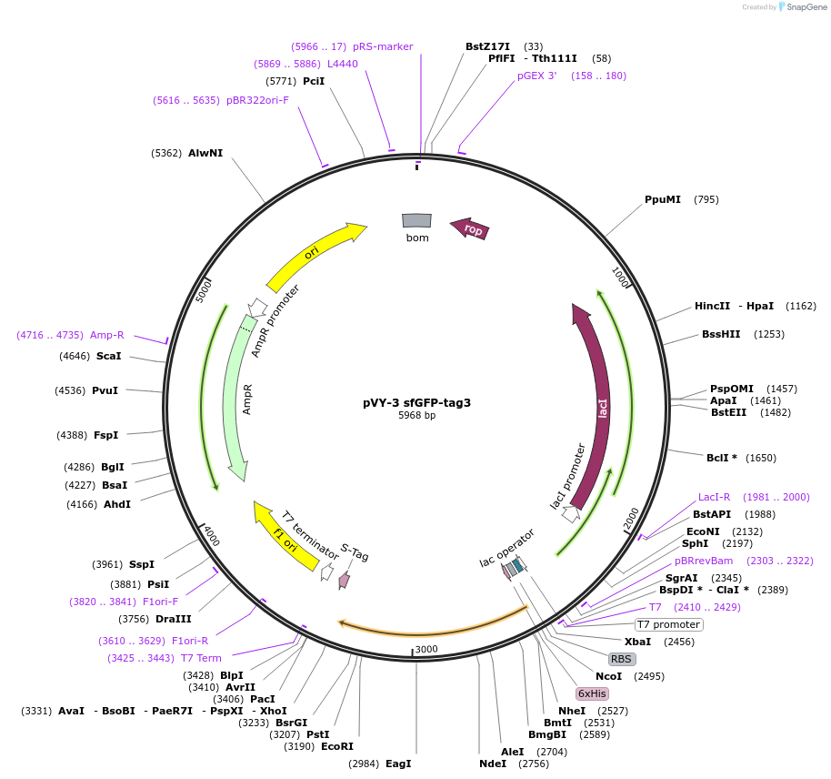 194618-plasmid-map-sequence-id-382878