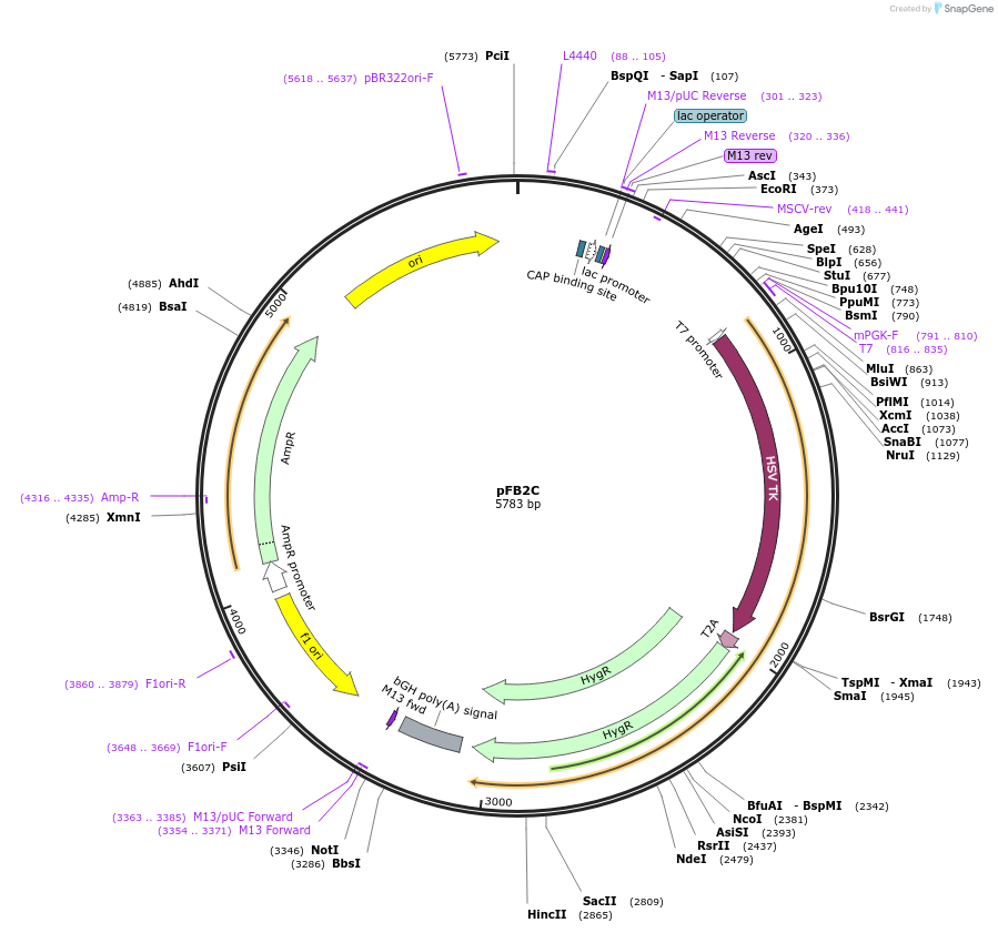 195285-plasmid-map-sequence-id-382879