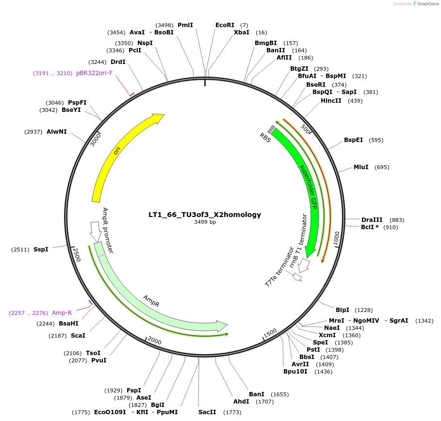 194408-plasmid-map-sequence-id-382880