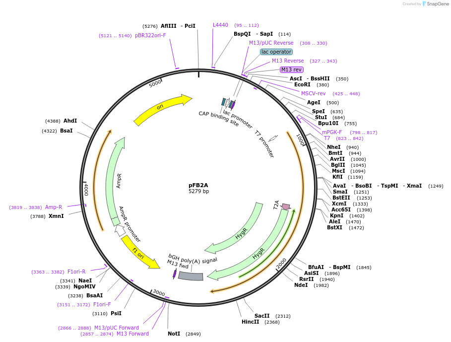 195283-plasmid-map-sequence-id-382881