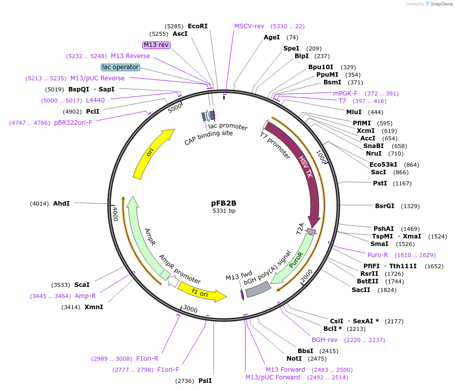 195284-plasmid-map-sequence-id-382884