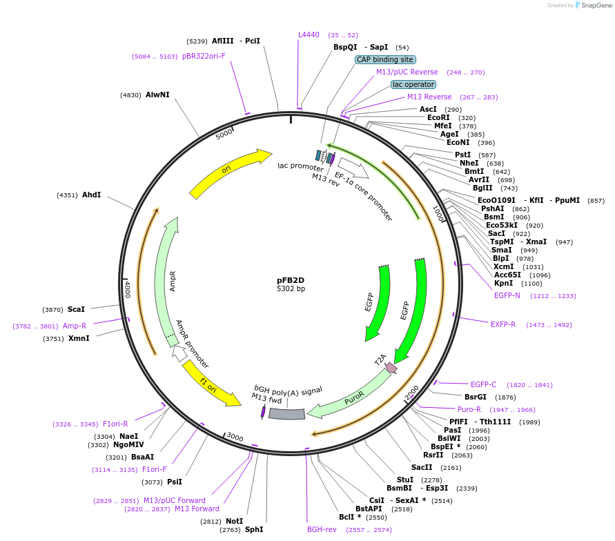 195286-plasmid-map-sequence-id-382886