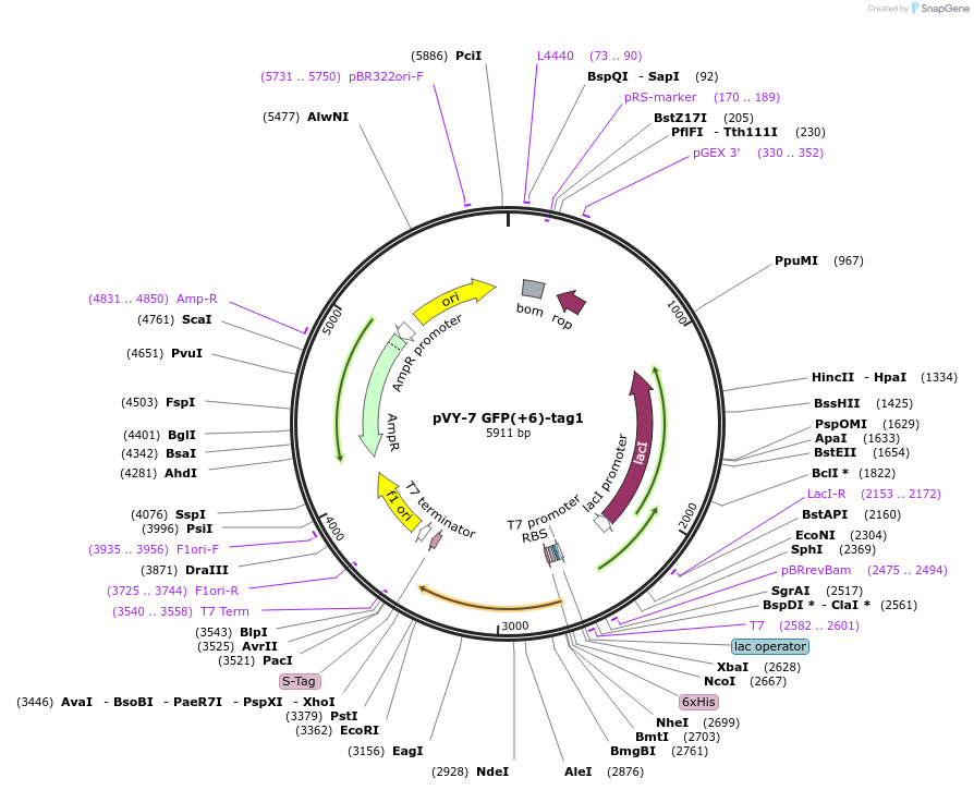 194622-plasmid-map-sequence-id-382887