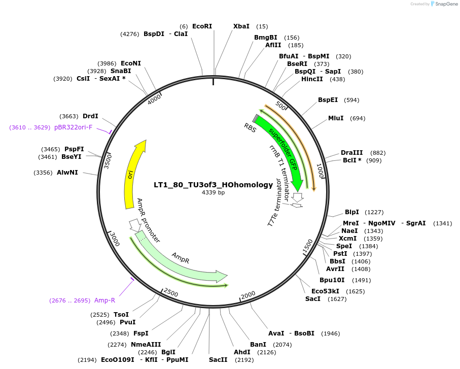 194419-plasmid-map-sequence-id-382888