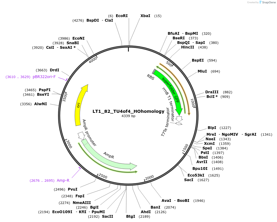 194421-plasmid-map-sequence-id-382891