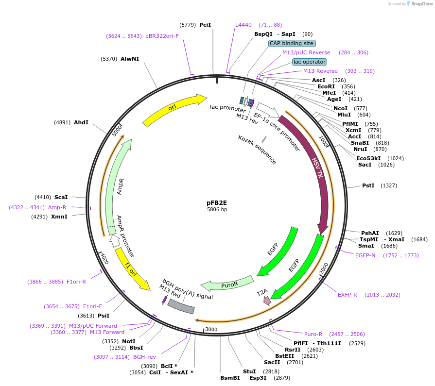 195288-plasmid-map-sequence-id-382892