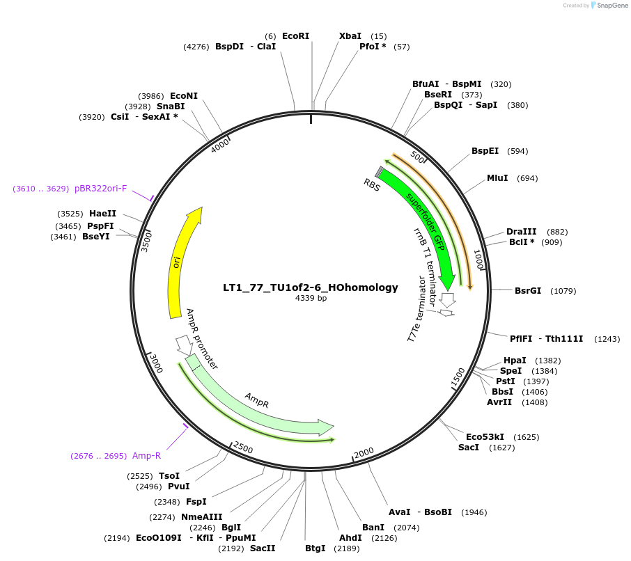 194416-plasmid-map-sequence-id-382893