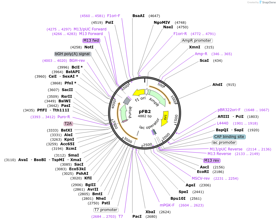 195282-plasmid-map-sequence-id-382895