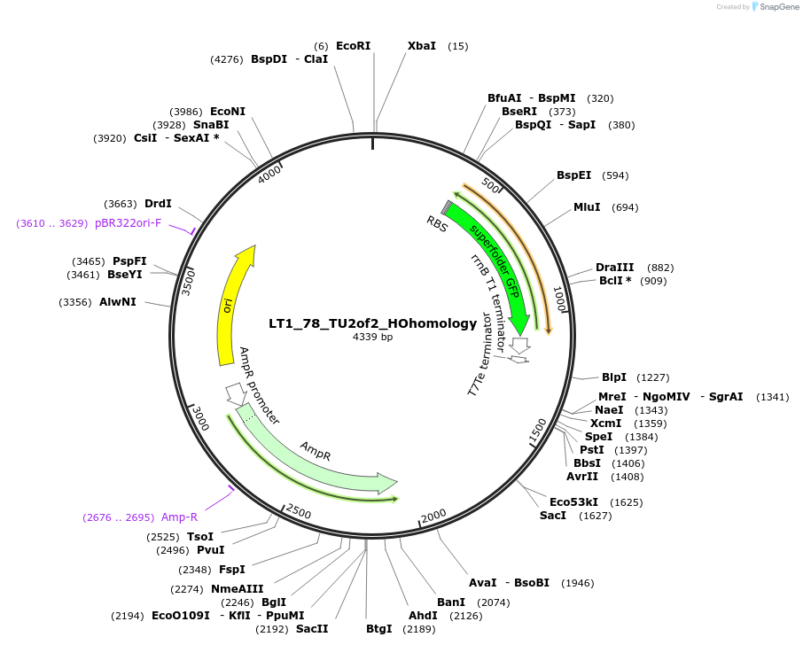 194417-plasmid-map-sequence-id-382896