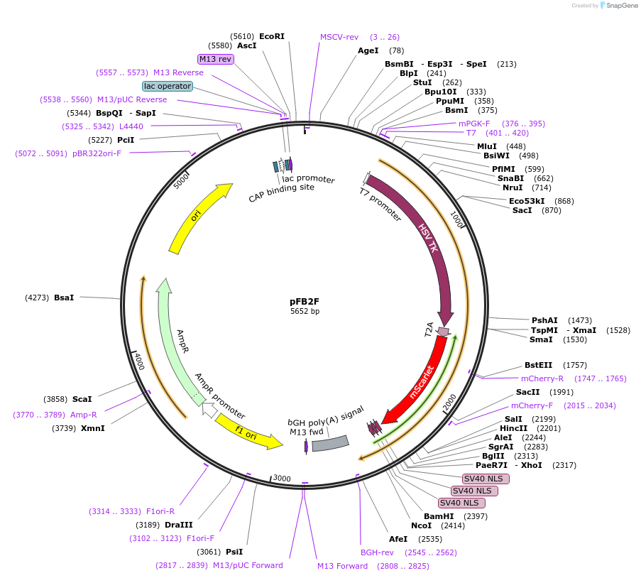 195289-plasmid-map-sequence-id-382900