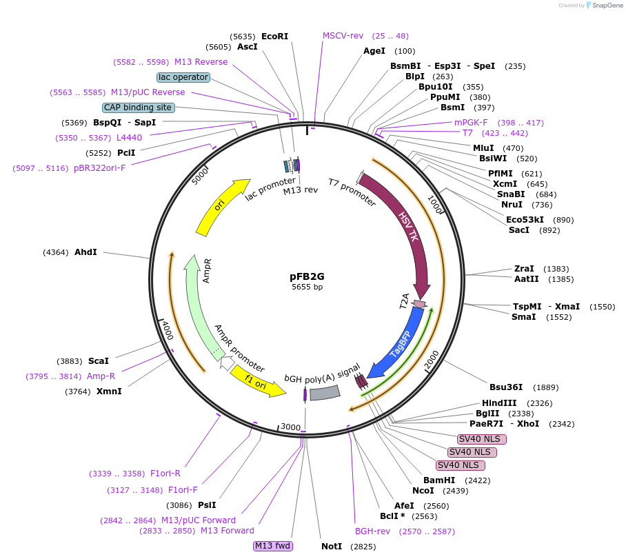 195290-plasmid-map-sequence-id-382902