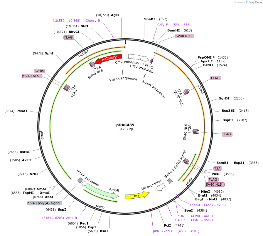 195237-plasmid-map-sequence-id-382945