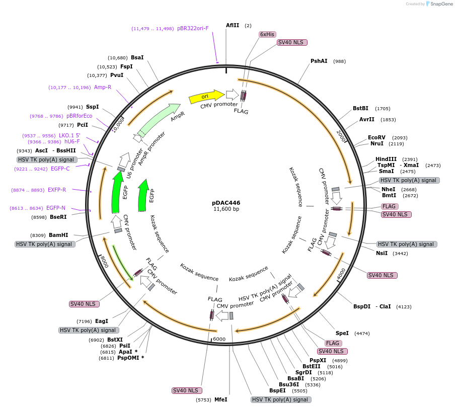 195239-plasmid-map-sequence-id-382947