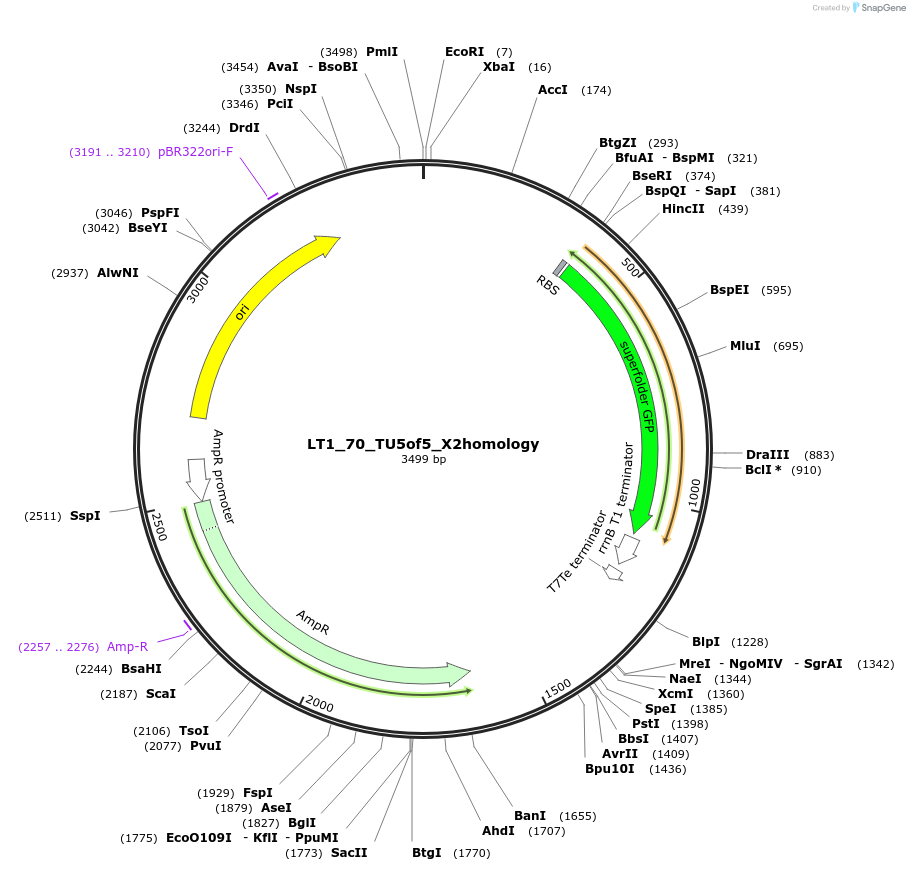 194412-plasmid-map-sequence-id-382951