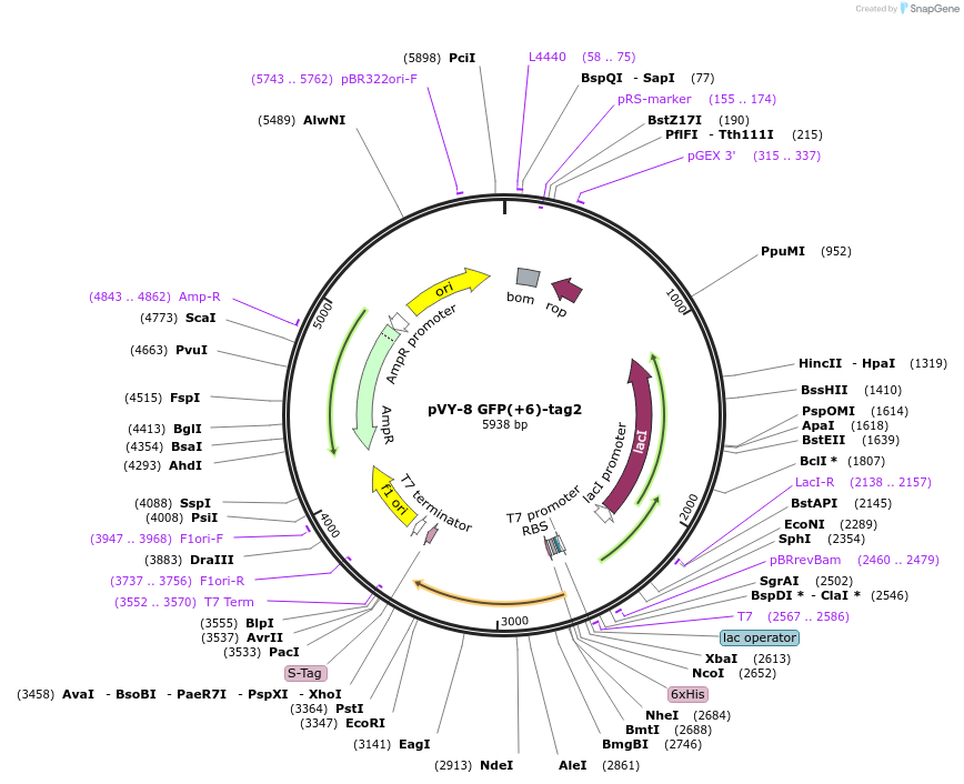194623-plasmid-map-sequence-id-382955