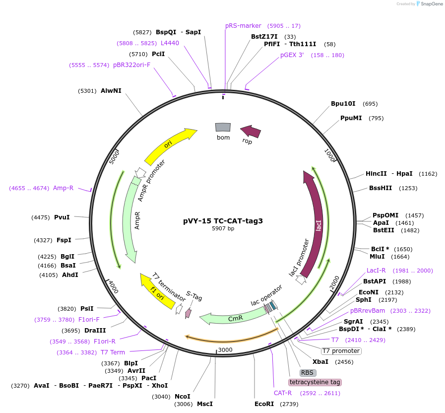 194629-plasmid-map-sequence-id-382961