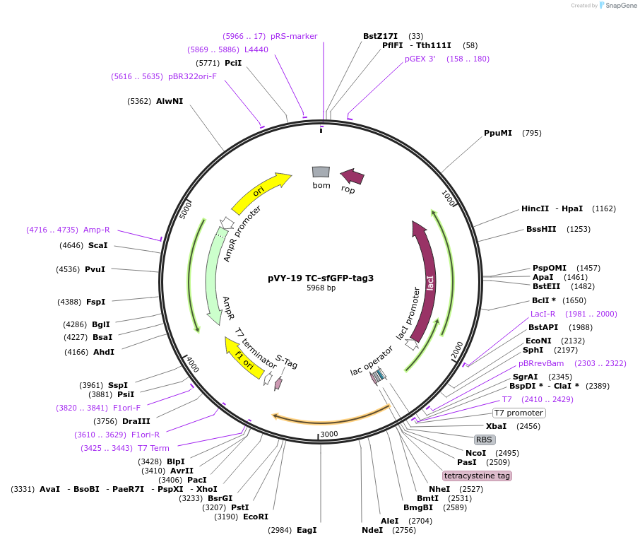 194633-plasmid-map-sequence-id-382965