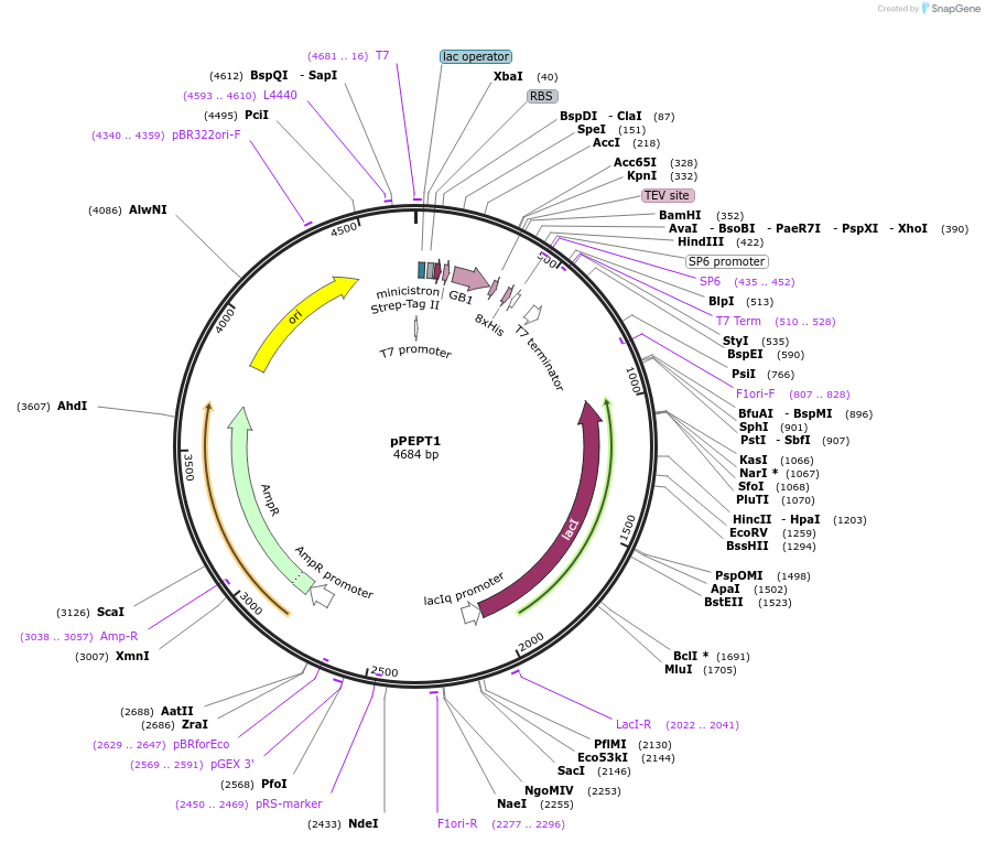 195001-plasmid-map-sequence-id-382969