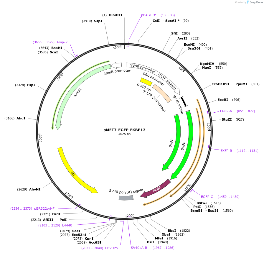 194453-plasmid-map-sequence-id-382976