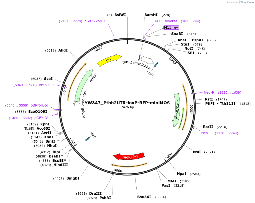 196064-plasmid-map-sequence-id-382980