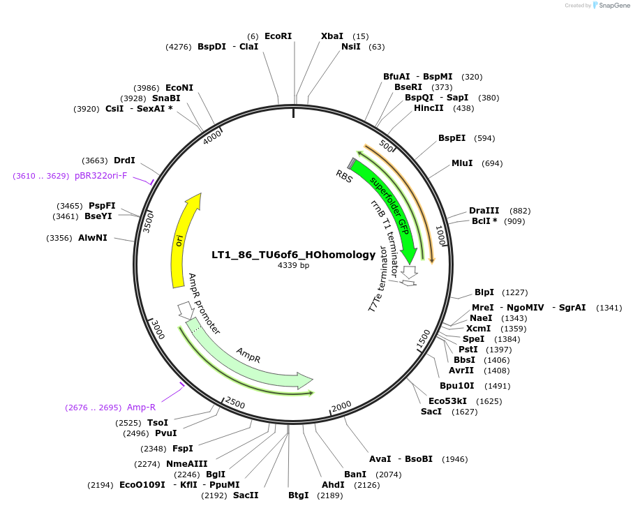 194425-plasmid-map-sequence-id-382994