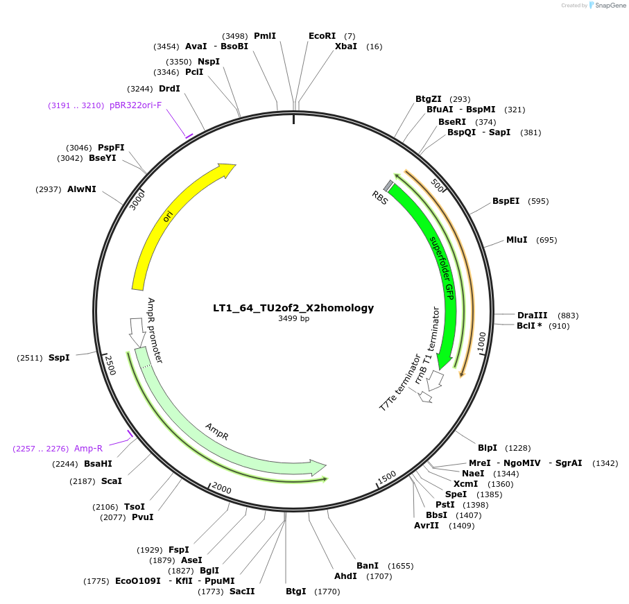 194406-plasmid-map-sequence-id-383000