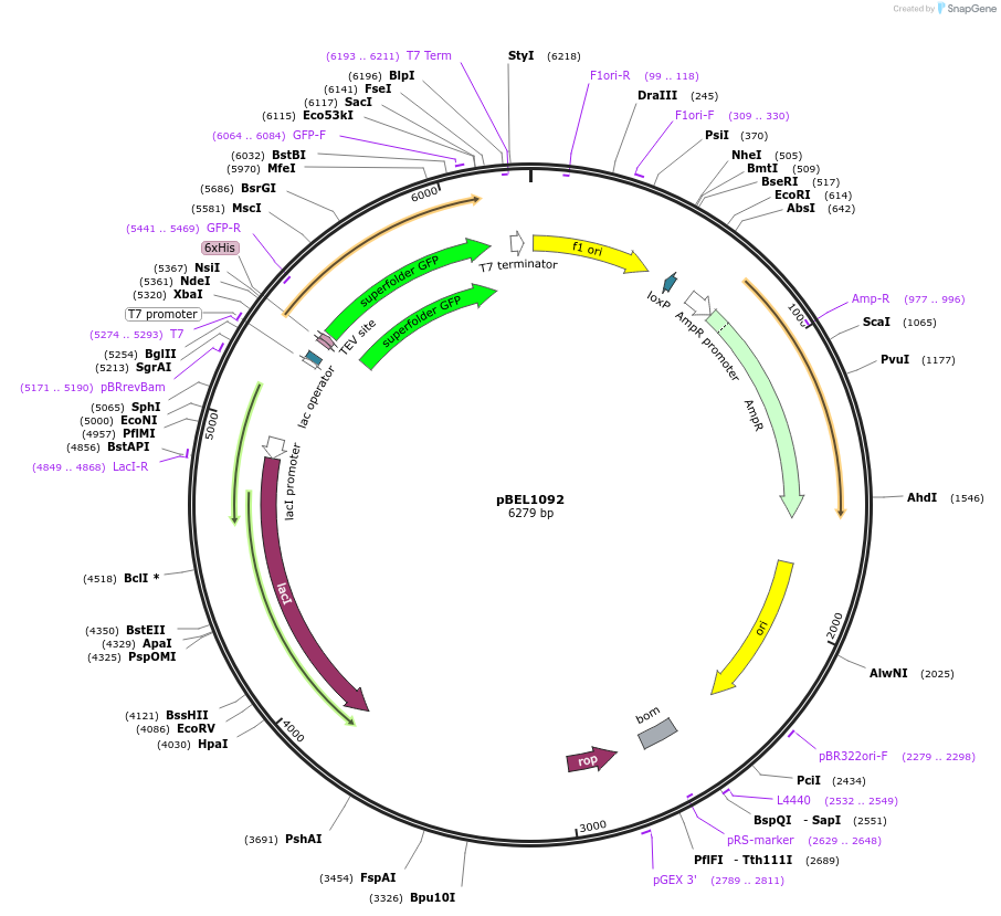 195635-plasmid-map-sequence-id-383007