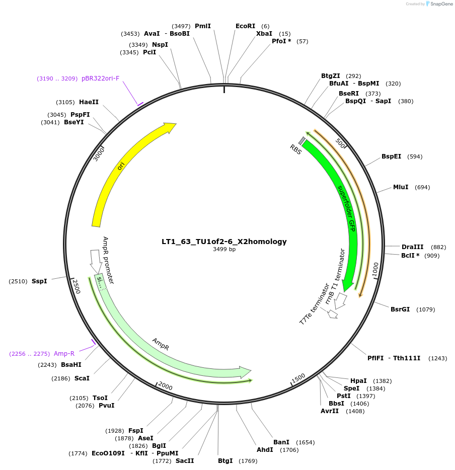 194405-plasmid-map-sequence-id-383008