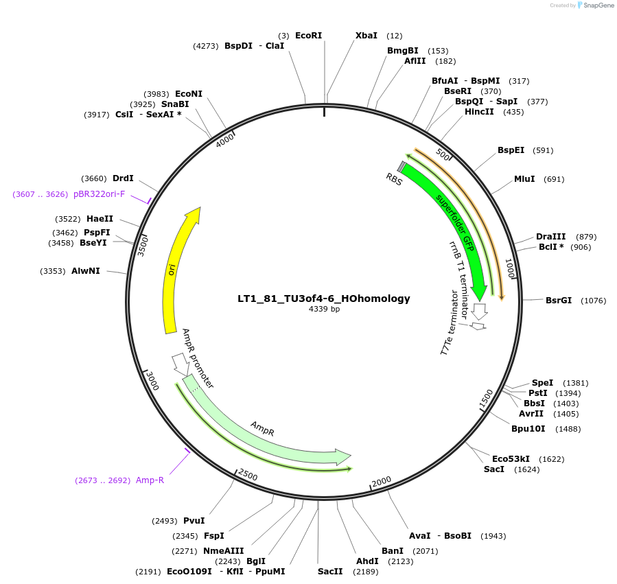 194420-plasmid-map-sequence-id-383009