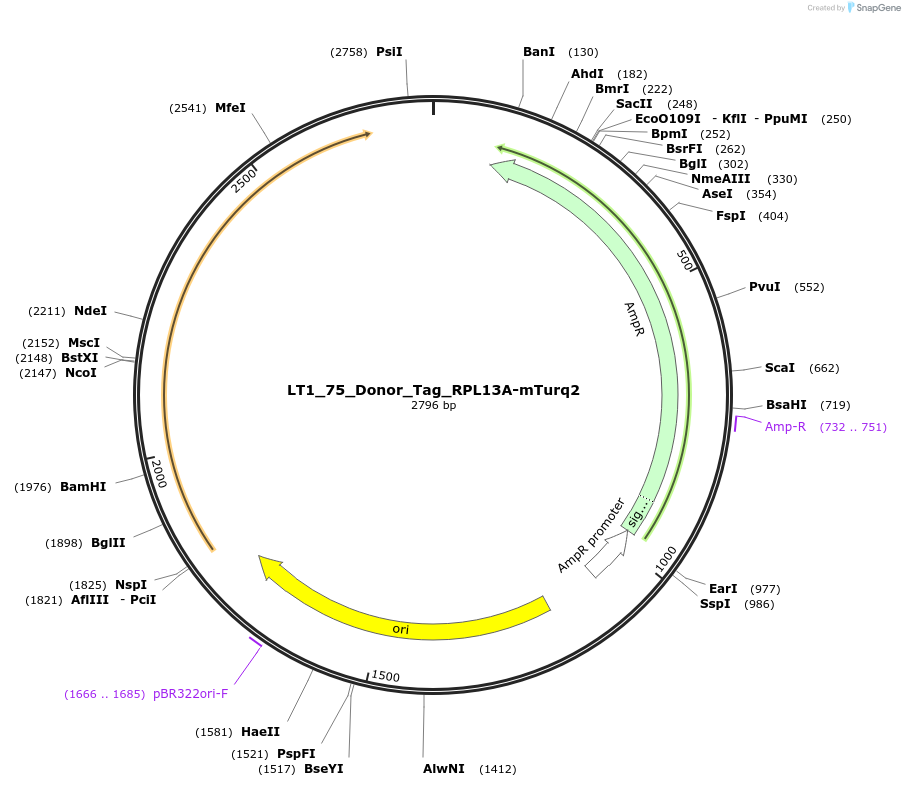 194415-plasmid-map-sequence-id-383059