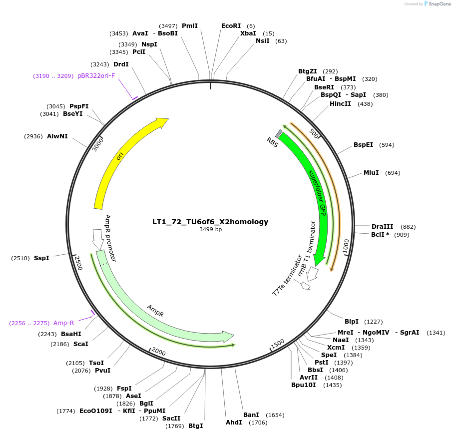 194414-plasmid-map-sequence-id-383062