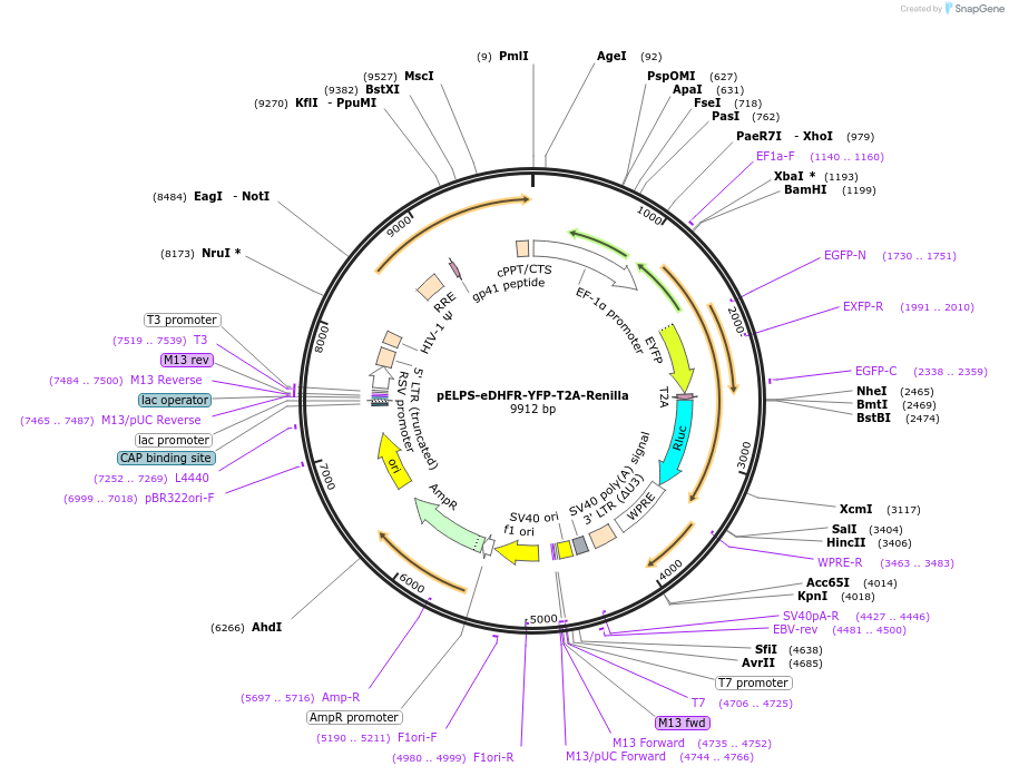 193253-plasmid-map-sequence-id-383064