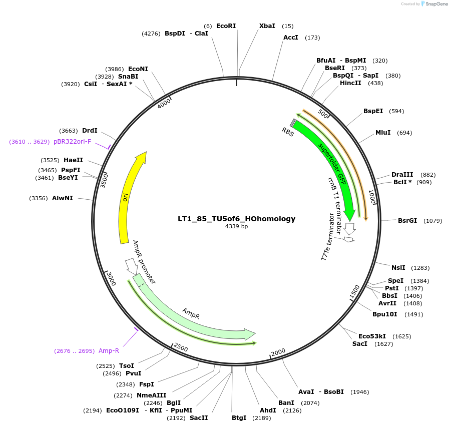 194424-plasmid-map-sequence-id-383065