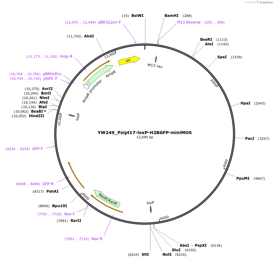 196063-plasmid-map-sequence-id-383077