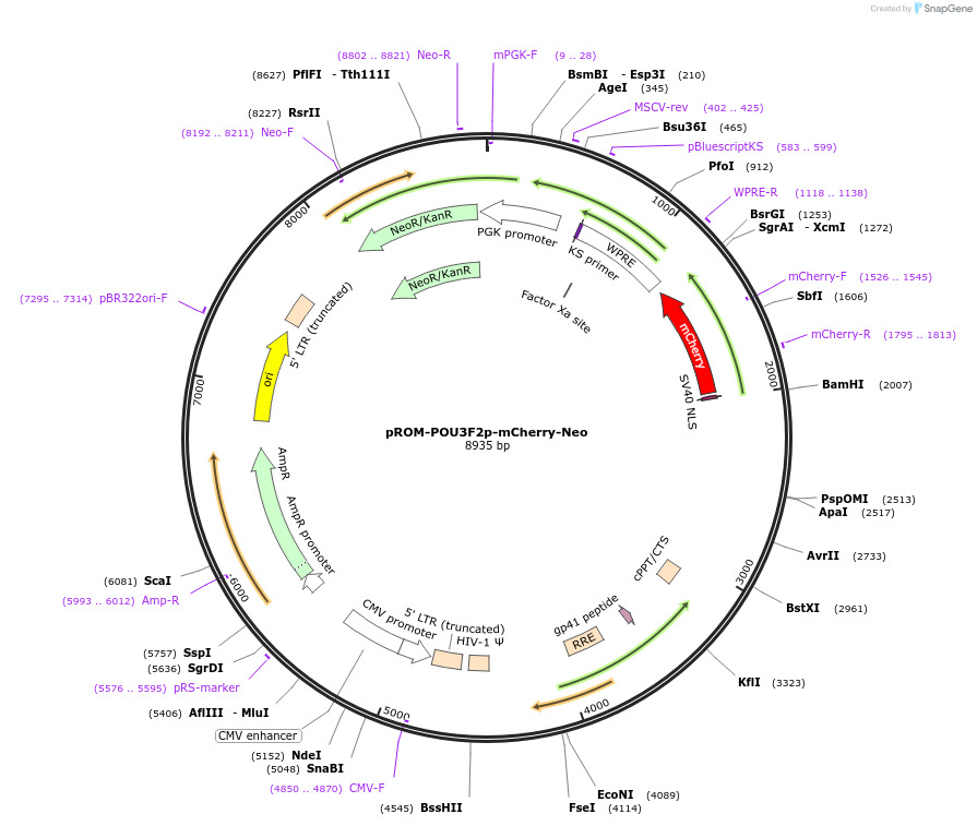 153321-plasmid-map-sequence-id-383078