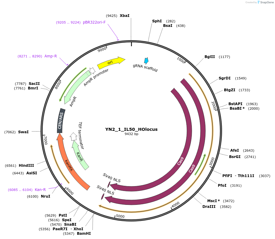 194426-plasmid-map-sequence-id-383081