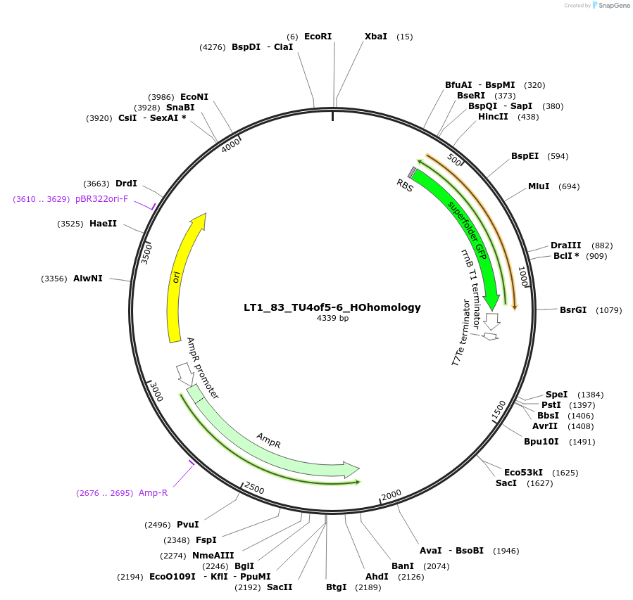 194422-plasmid-map-sequence-id-383092