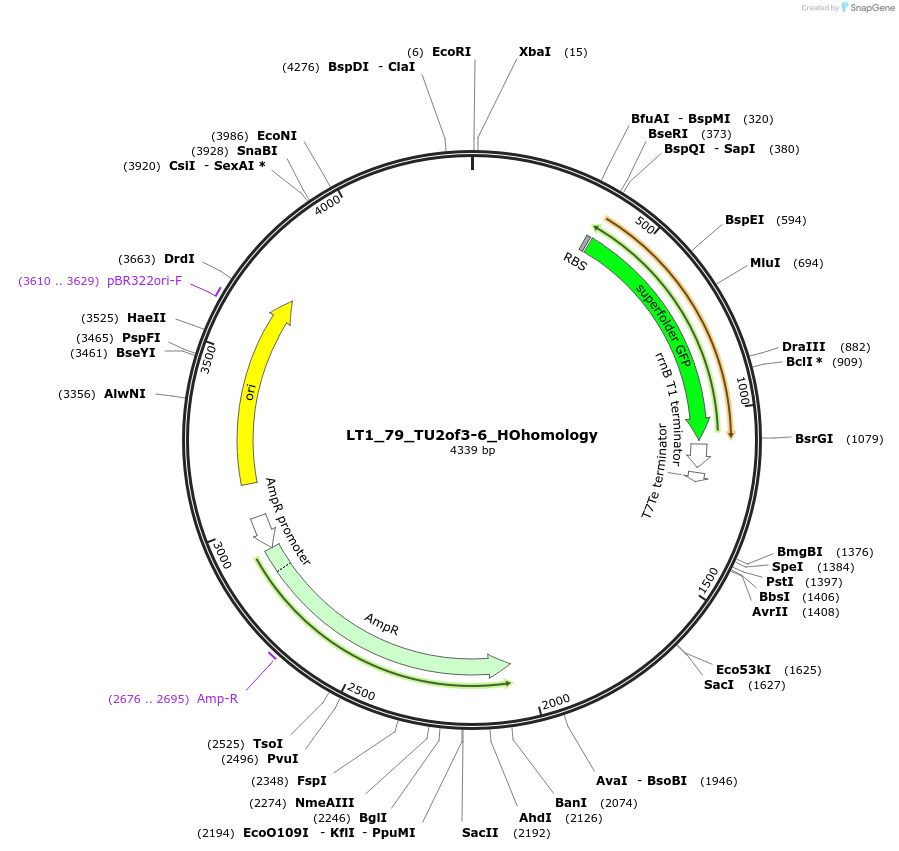 194418-plasmid-map-sequence-id-383096